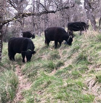 agricultura regenerativa