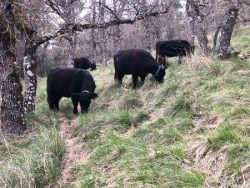 agricultura regenerativa