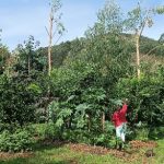 agricultura sintropica en españa