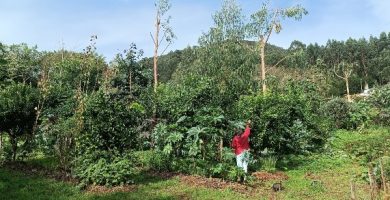agricultura sintropica en españa