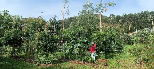 agricultura sintropica en españa
