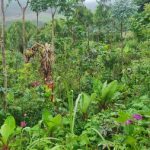 agricultura sintropica