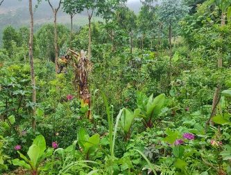 agricultura sintropica