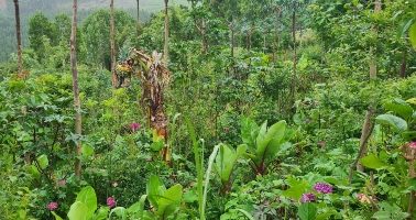agricultura sintropica