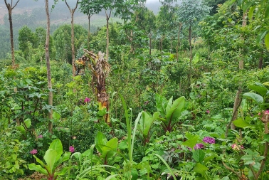 agricultura sintropica