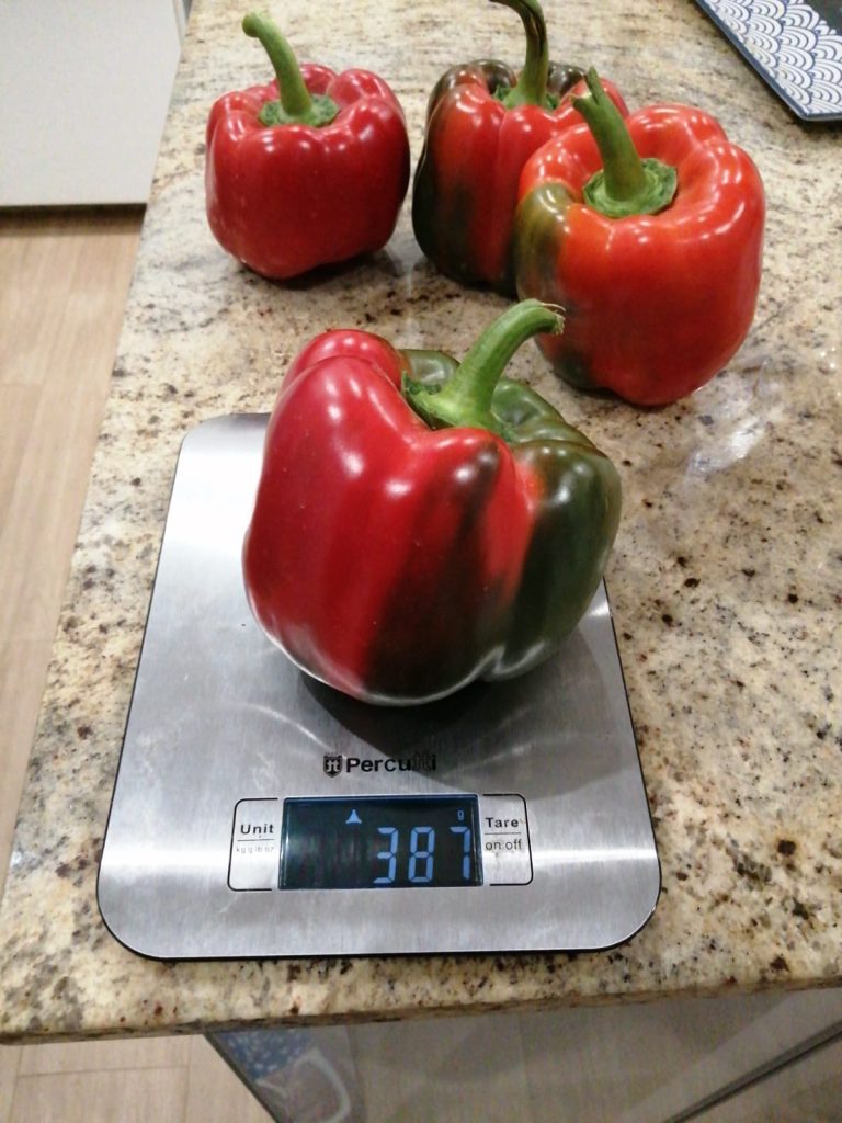 cultivo del pimiento