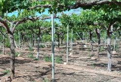 agricultura ecologica cursos