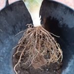 Agricultura integrativa