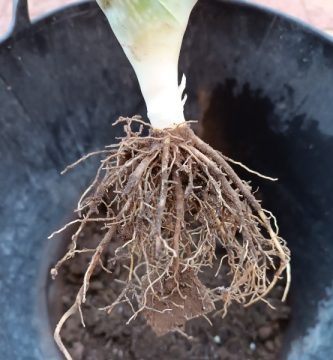 Agricultura integrativa