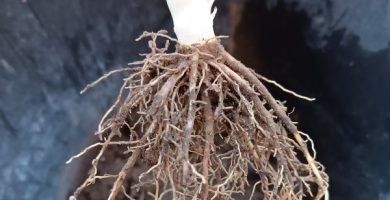 Agricultura integrativa