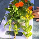 cultivos resilientes