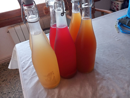 bellota fruto de la encina