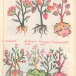 cosmovisión agrícola
